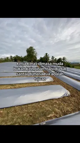 #petanimuda #petanicabaiindonesia #petanicabai #petanimilenial #petaniindonesia🇮🇩🇮🇩🇮🇩🌿🌿 #agriculture 