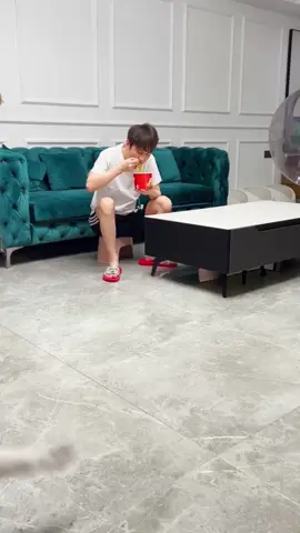 #cat #catvideo #funnycat 