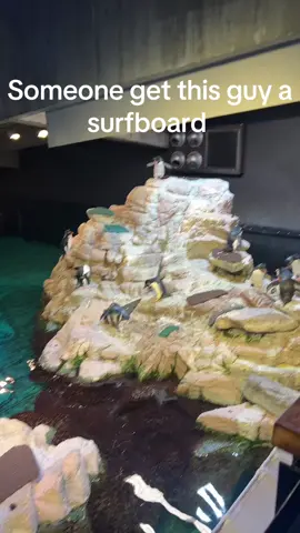 #surfsup #penguin 
