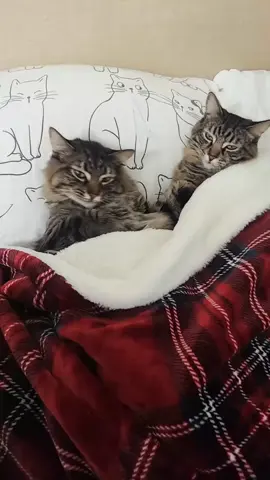 Asi tan rápido se nos fue Enero 😏 #enero2025  #febrero2025  #fyp  #cats  #gatos 