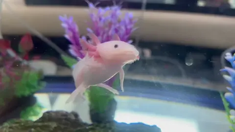 Leucistic axolotl juvenile