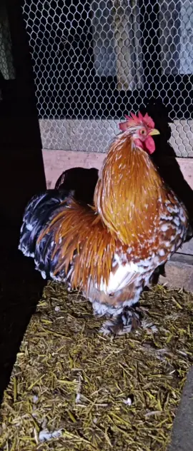 Night Routine On Keeping Cockerals Quiet #videoviral #cockerel #farming #keepquiet #unitedkingdom #chicken #poultry #2025 #homestead #hack #viraltiktokvideo 