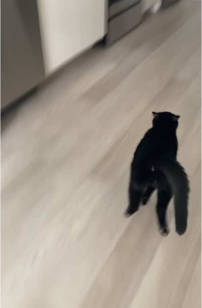 Porter got the zoomies… he likes to slide on the floor 😂 #catzoomies #porterife #cattok #catrunning #catsliding #catsoftiktok