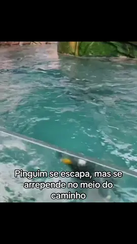 Uma dose de fofura que ninguém resiste!#animais #foryour #fyp #fofo 