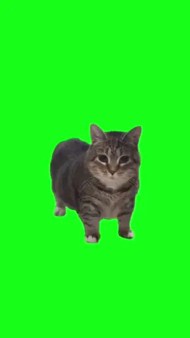 Uiia CAT #greenscreenvideo #cat #catlover #uii #meme #foryou #fypsounds #fyppp 