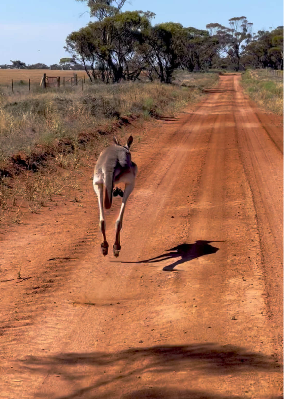 Peak hour traffic in the Outback of @New South Wales Australia  #australia #visitnswaustralia #outback #outbackaustralia #kangaroo #aussie #foryoupage #australiantiktok #australianwildlife #wildlife #wildlifephotography #visitaustralia #tourismaustralia #seeaustralia #comeandsaygday #wildanimals #thisisaustralia #rural #rurallife #fulltimetravel #viralvideo #viraltiktok 