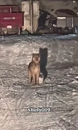 #粉丝一千万#pet#pets#cute#funny  #dog#funnydog#funnyvideos#IoI  #foryou#viral#fyp#fypシ゚ 