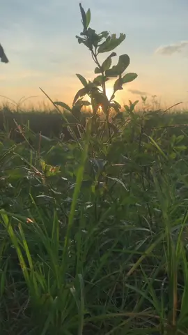 Sunrise view in Province #sunrise #sunrisemusic #peace #province #peaceful 