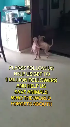 please follow and get us to our goal!!! #animalrescue #foryoupage #trending #viralvideo 
