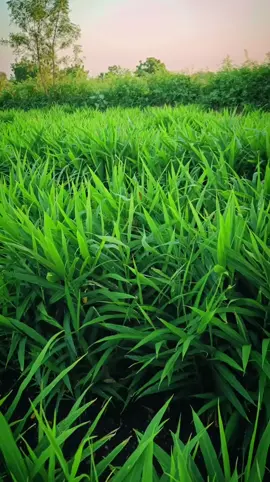 perkebunan jahe  #jahe  #petanihappy 