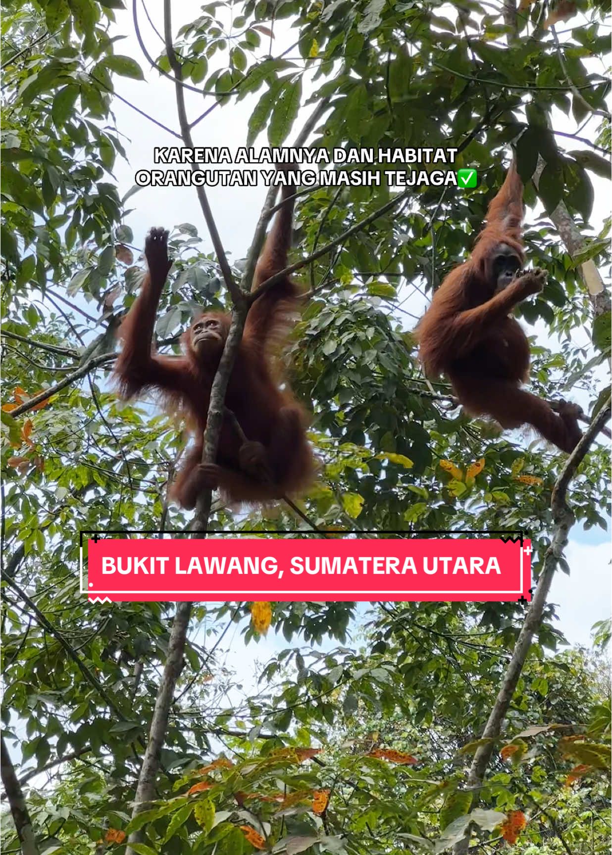 salah satu pariwisata di Sumatera Utara yg selalu ramai turis✨ kalau kesini gak cukup sekali, pasti ketagihan sama alamnya #pariwisatasumaterautara #bukitlawang #sumut 