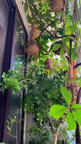 Avi ngày đầu xuân vách cửa sổ #avinuoichimcanh #avinuoichimđẹp 