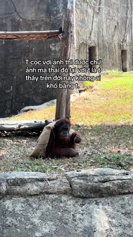 Kiểu vậy đó #tiktok #vairal #banthan #fyp #xh #trending #viral #fypシ #funny #VinWondersPhuQuoc #Vcreator #SafariPhuQuoc #GrandWorldPhuQuoc #WakeupFestival 