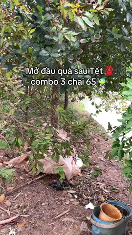 #nuochoanu #nuochoanam #nuochoaperfume #nuochoa #nuochoacaocap 