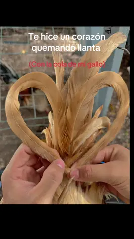 #gallos #quemandollanta 💘