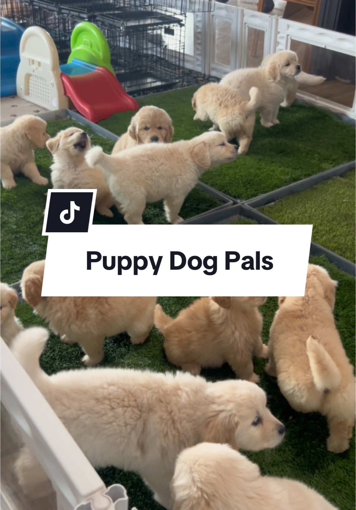 Future couch potatoes #goldenretriever 