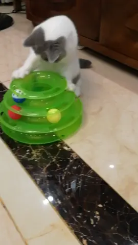 Cats love to play with the cat turntable. Put the ball in it and let the cat play by itself. It can also consume the cat’s energy. Hurry up and arrange it for your cat to get excited!#cutepets #cattoys #goodthing 