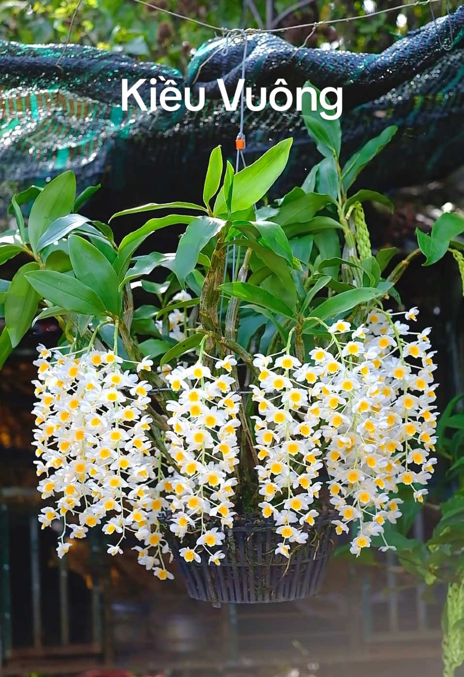 Tác phẩm Kiều vuông rừng Tân Thanh-Lâm Hà#xuhuong #fyp 