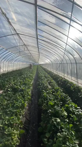 phun phân bón lá dâu tây #phutho 