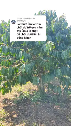 Trả lời @phantay47#cà phê thả đọt#cooffee 