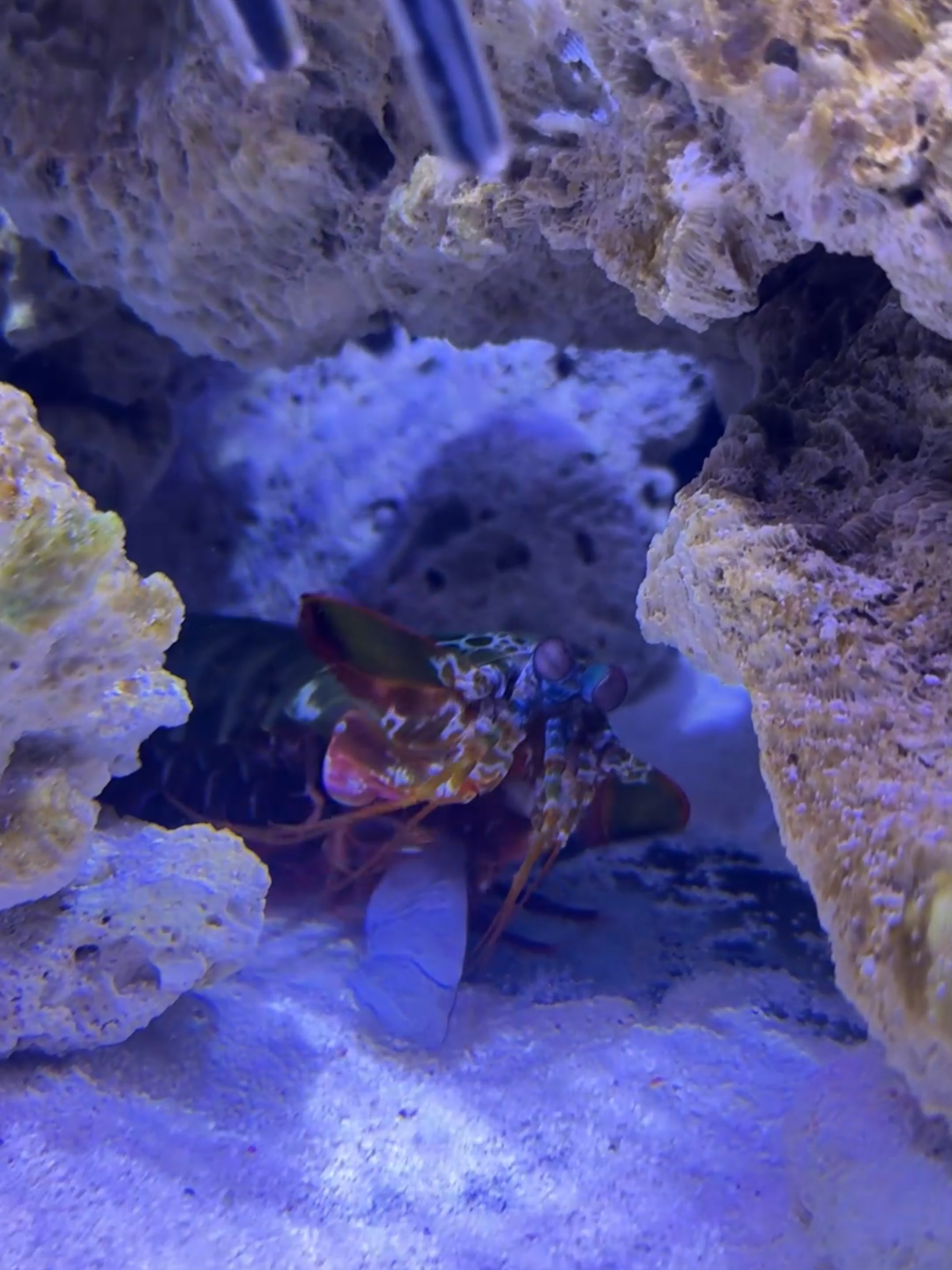 #Mantisshrimp #wildlife #ocean #exoticpets #foryou #fyp