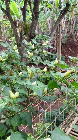 kebun cabe kecil kecilan di halaman rumah #kebun #cabe #viral #kreatorpemula 