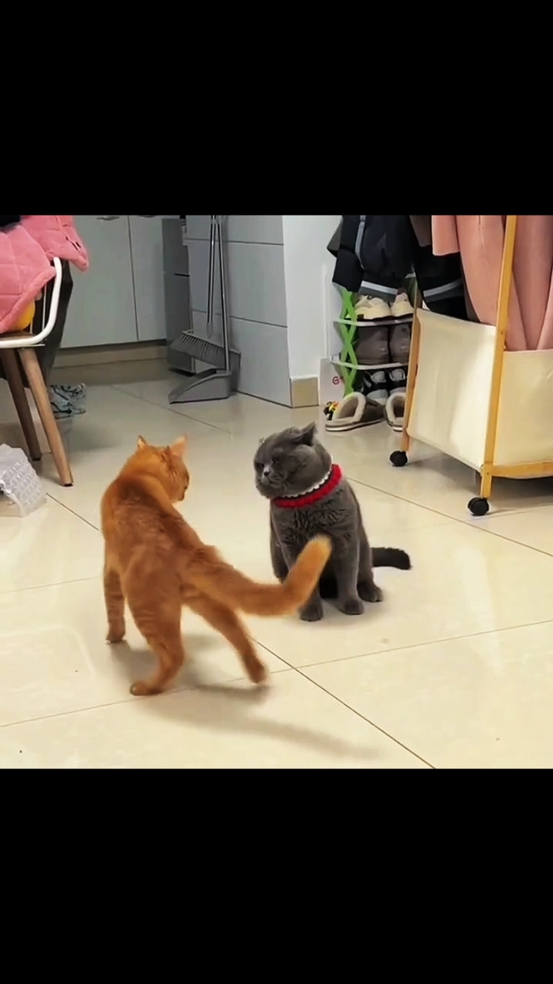 Cat Reflexes  #cat #cats #catlover #catreaction #ultrainstinct 