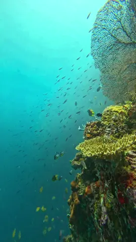 SCUBA DIVING IN MENJANGAN ISLAND A dive into a world of vibrant coral reefs and diverse marine life. 🐠🌊 #Lets go dive with us!#  www.menjanganislandtrip.com https://wa.me/6281238578042 #menjanganisland #menjanganbali #pulaumenjangan #scubadiving #fundive #diving #divingmenjanganisland #balidiving #divingtrip #diveadventure #gopro #westbalinationalpark #divingpemuteran #marineadventure #balidivetrip #balidivesafari #bali