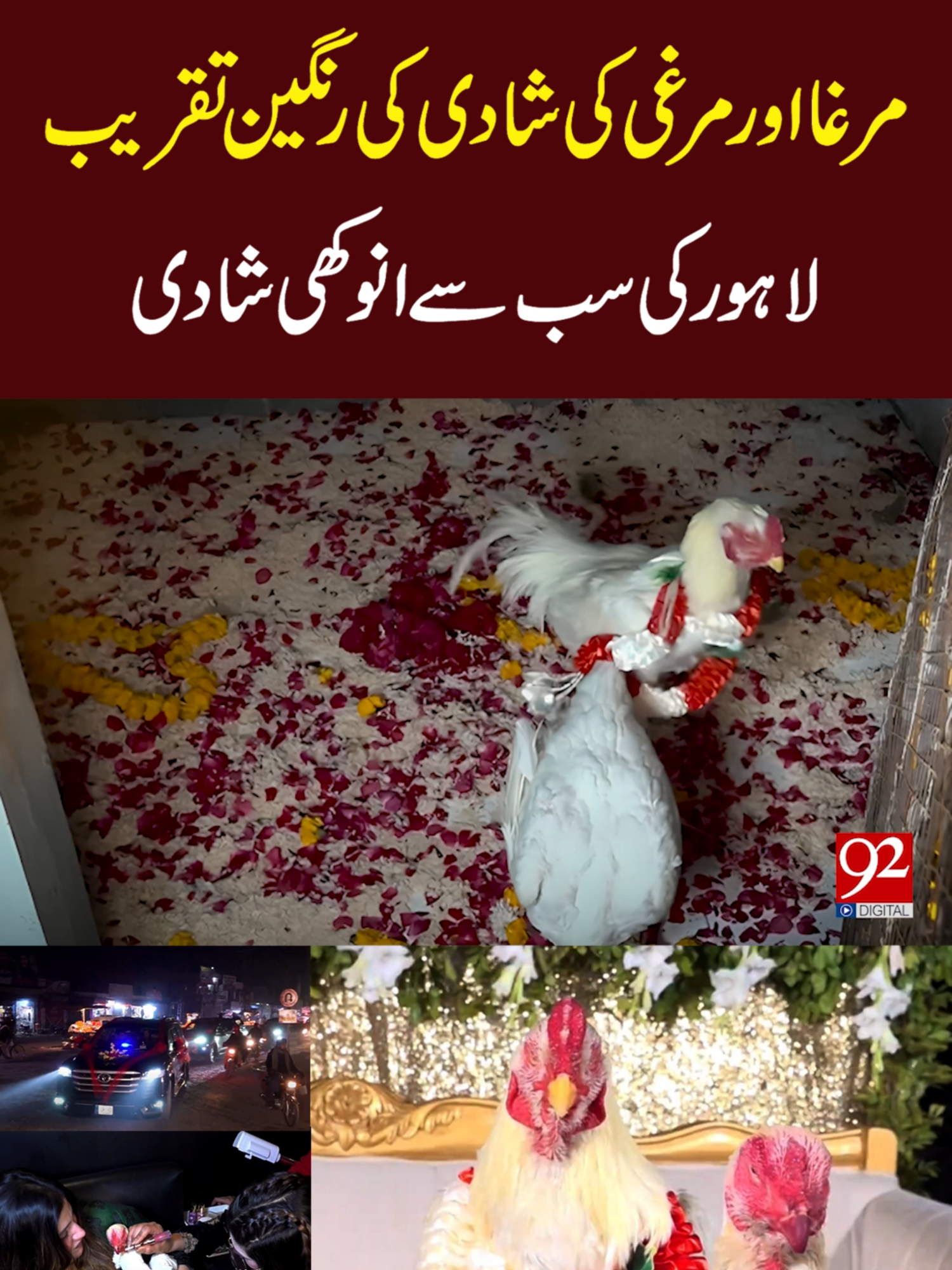 شاہانہ فارمی ویڈنگ مرغا اور مرغی کی شادی کی رنگین تقریب لاہور کی سب سے انوکھی شادی #92newshdplus #RoyalFarm #weddingday #ChickenMarriage #trendingvideo #lahoreevents #FarmLife #AnimalCelebration #ViralWedding #for #FunnyEvent #viralvideos #LahoreNews #latest #whattowatch
