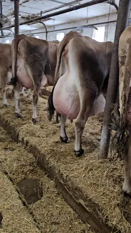 #jersey #cow #beautiful #canadian #dairy #farmer  #udder 