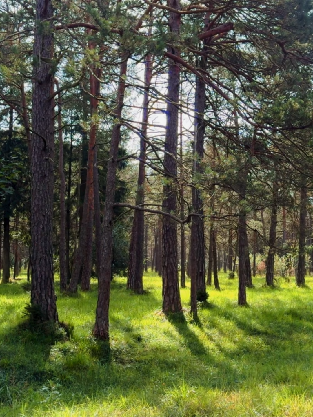 1 HOUR BEAUTIFUL BIRDSONG - Calm & Peaceful Forest Nature Sounds Cre: in video #bird #calm #StressRelief #forest #fypシ゚