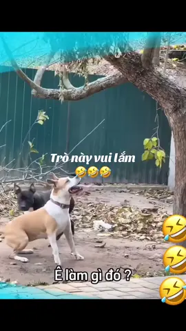 Trò này vui lắm 🤣🤣🤣 #viral #xuhuong #xuhuong2025 #vietnam #tiktok #giaitri #xuhuongtiktok #vuive #vuivemoingay❤️ #dongvat #animals #funnyanimals 