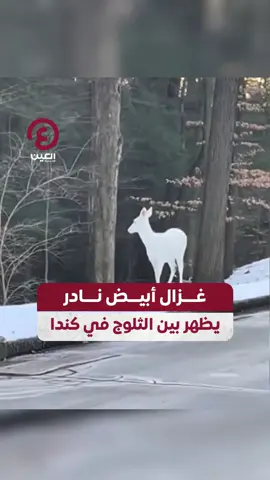 غزال أبيض نادر (الألبينو)  يظهر بين الثلوج في #كندا، وهو ما يُعتبر حدثًا استثنائيًا حيث يحدث بمعدل ولادة واحدة فقط لكل 30,000 غزال #عينك_على_العالم