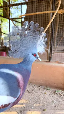 🌿 Meet the Majestic Victoria Crowned Pigeon! 👑 Have you ever seen a pigeon this royal? 😍✨ The Victoria Crowned Pigeon is one of the largest and most stunning pigeons in the world, known for its beautiful blue feathers and elegant crown-like crest. 🕊️👑 And guess what? We have this rare beauty right here at MultiZoo! 🏞️ Watch this video to see it up close and admire its breathtaking appearance. Don’t forget to like, share, and follow @Mutizoo for more incredible wildlife content! #VictoriaCrownedPigeon #MultiZoo #RareBirds #WildlifeLovers #BeautifulPigeon #BirdWatching #AmazingZoo #NatureLover #ExoticBirds