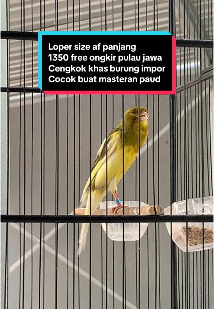 Loper size af long size bolo Cuma 1.350 gratis ongkir pulau jawa Bulu sudah kering Ring peternak Cocok buat masteran paud cengkok burung impor bolo Volume TOA 📢 Minat? Bisa langsung inbox/hubungi nomer yang tertera dibio  #canary #kenari #kenarimania #kenarimaniaindonesia #kenarijuara #kenarijogja #kenariindonesia #kenarigacor #kenariyorkshire #kenarijogjakarta #kenarirasmi #kenariscootfanchy #kenaribb #kenariaf #kenarif1ys #kenariprospek 