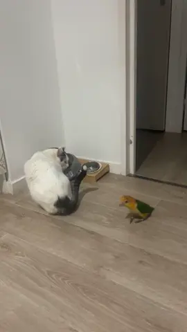Food fight between cat 🐈 & parrot 🦜