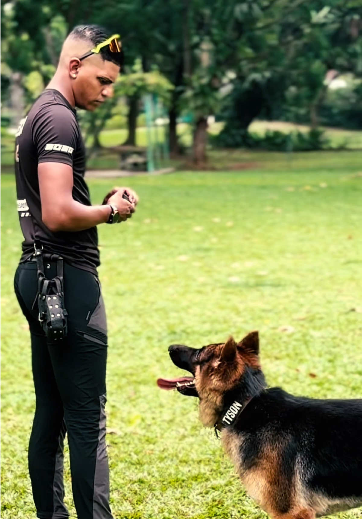 “OUT!”  #gsd #sgk9 #tysonthunder #sgdogs #singapore #bgm #sgdog #bitework #stage1 