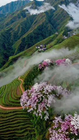 Tây Bắc Việt Nam - Vẻ Đẹp Độc Đáo Khi Tết Đến, Xuân Về Khi mùa xuân gõ cửa, Tây Bắc khoác lên mình tấm áo rực rỡ của hoa đào, hoa mận bung nở giữa núi rừng hùng vĩ. Những bản làng ẩn hiện trong sương sớm, tiếng khèn, tiếng sáo vang vọng giữa không gian trong trẻo, tạo nên bức tranh mùa xuân đầy mê hoặc. Phiên chợ Tết rộn ràng sắc màu váy áo thổ cẩm, những món ăn đậm đà hương vị vùng cao cùng phong tục truyền thống mang đến một không khí tết vừa ấm áp, vừa thiêng liêng. Tây Bắc mùa xuân không chỉ đẹp ở cảnh sắc mà còn quyến rũ bởi nét văn hóa đặc trưng, nơi hồn đất, hồn người hòa quyện trong những ngày Tết sum vầy. #Vietnam #VietnamTravel #DiscoverVietnam #VietnamNature #VietnamBeauty #VietnamCulture #VietnameseNewYear #TayBac #TayBacVietnam #TayBacBeauty #MocChau #Sapa #DienBien #LaiChau #HoaDao #HoaMan #MuaXuan #TetVietnam #TetCoTruyen #ChupAnhMuaXuan #TayBacMuaXuan #PhongTucTet #ChupAnhTayBac #CheckinTayBac #DulichMuaXuan #LangBanTayBac #TetAmLich #Tet2025 #HappyNewYear #SpringFestival