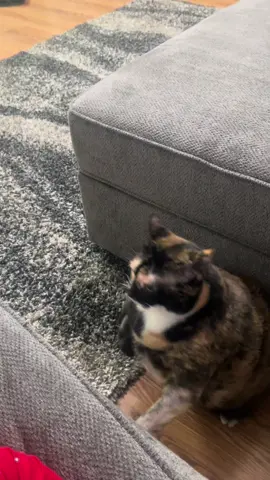 A little jumping compilation for your Sunday 🐈‍⬛🤍 #fyp #foryoupage #cat #cats #catsoftiktok #catlover #catmom #pets #PetsOfTikTok #petstory #jumpingcat #standingcat 