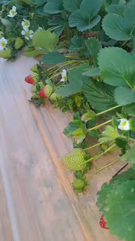 #تاجوراء_طرابلس_ليبيا  #سوق_الجمعة #❤️❤️  #الجنين #فراولة🍓🍓🍓  #اكسبلورexplore #💔🖇  #CapCut #❤️🖇🔥  #عشق #2024tiktok 