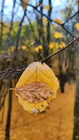 #هاوتااسعد #وەرەیارم وەرە ئەی تازە یارم