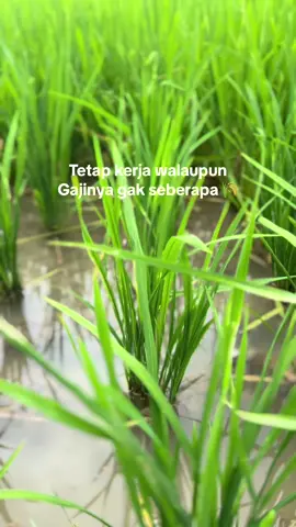 #fyp #anakpetani #wijapaggalung🌾 #paggalungjikesi #paggalungmikasi😊💪 #petanimuda #ilmupadi🌾 #293family #storytime #lewatberanda #foryoupage 