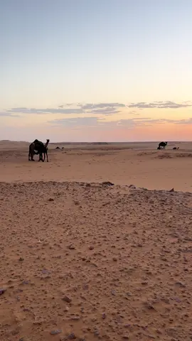 #fyp #مبارك_المري #المجاهيم 