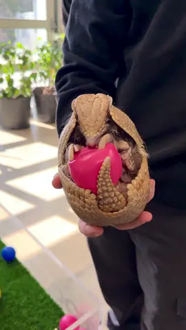 Wilson loves playtime! #animals #armadillo #cuteanimals #cute #fyp