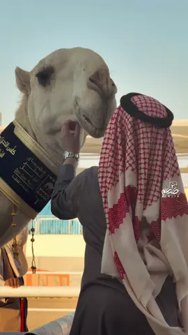 سننابي kn_14 .. #الابل #المزاين #جزيلات_العطا #الموسى #الفردي #فرديات #الشقح #الزعيمه #اكسبلور #الشعب_الصيني_ماله_حل😂😂 #viral 