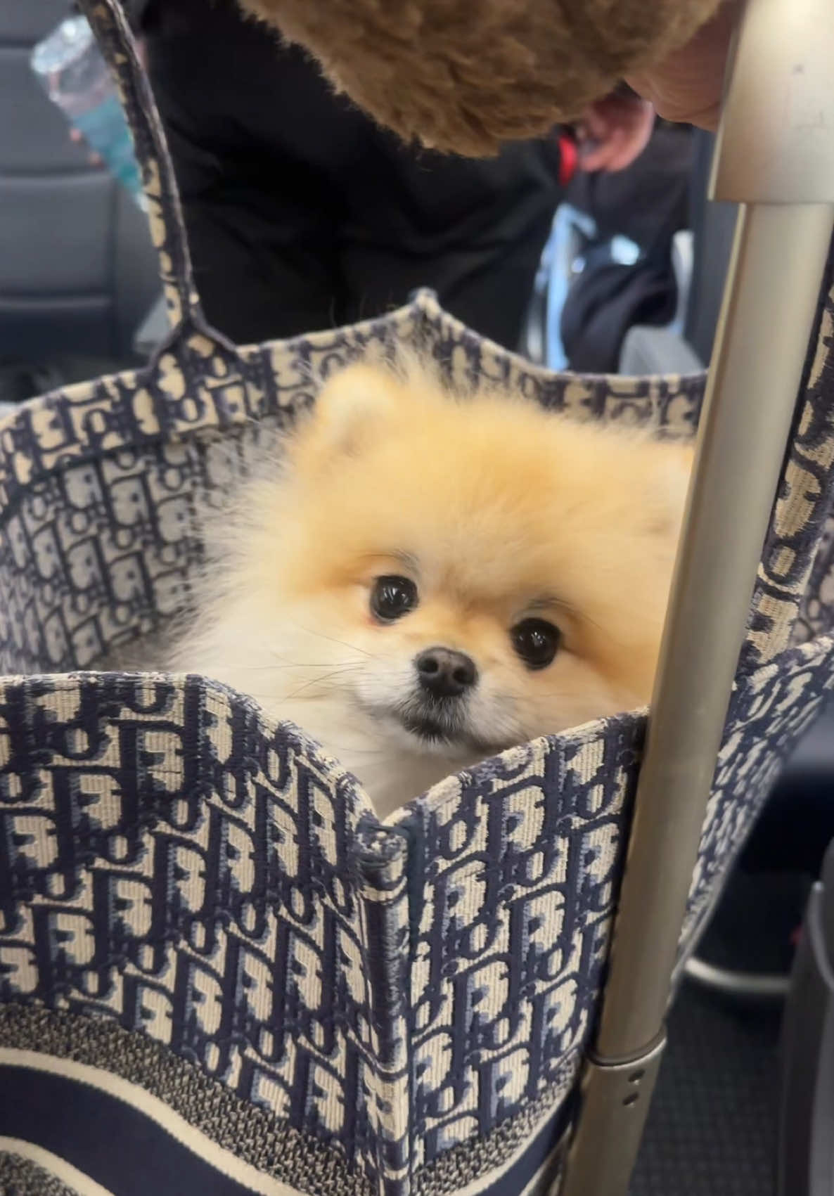 Me and my designer bags and designer dog headed to seat 35A #pomeranian 