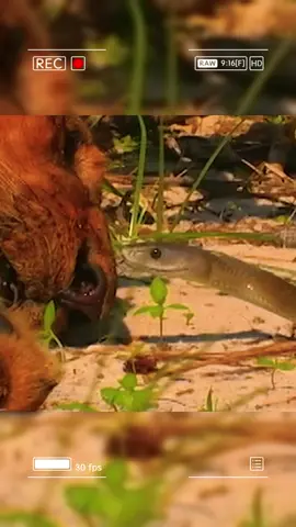 How dangerous is the black mamba. #wildanimals #animals #foryou 