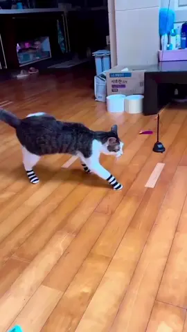 #cat #funny #catsoftiktok #fyp #foryou #funnycat #tiktok 