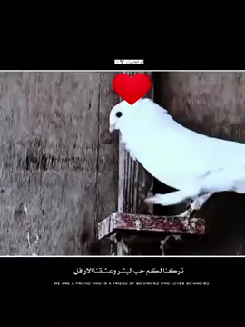 رافل _ ناصريه #تصميم_فيديوهات🎶🎤🎬 #شعب_الصيني_ماله_حل😂😂 nhshhxhxhxudhshshsygzzgxgyxgdydgdhdhhsgzhzhshsgsvzgsgsggshshsgyhdgsvsysgsvzgsgsgs لعيون @عيال الصكباني @رضيوو 🧸❤️‍🔥 