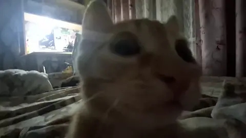 #морда#котик #сожрал 5 пряников